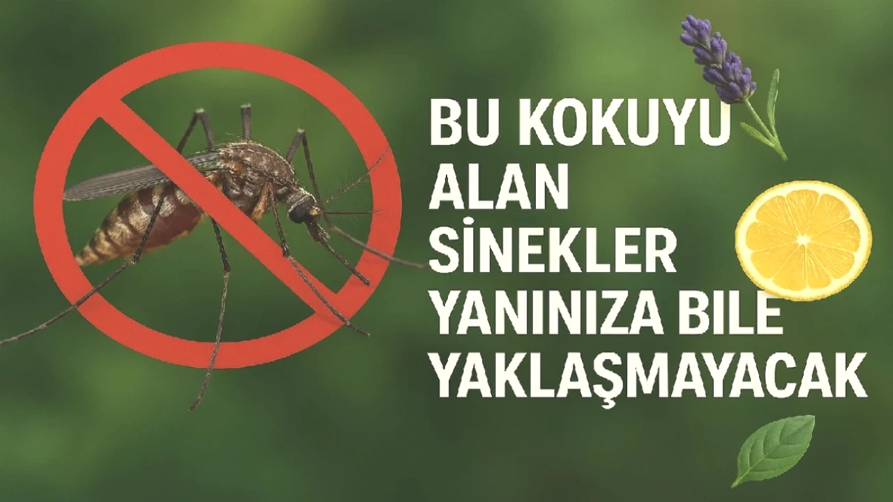 Sinekleri Korkutan Koku! Sinekler Bu Yöntemle Kaçacak Delik Arayacak!