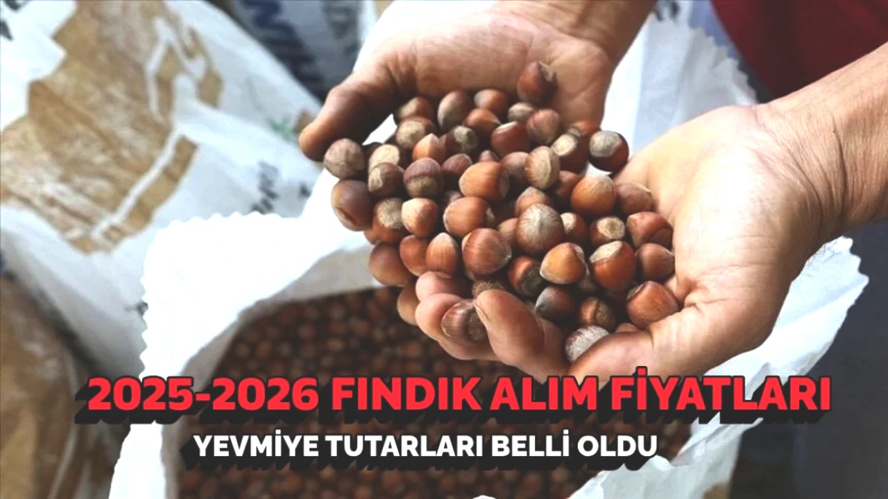 2025 Fındık Alım Fiyatları ve Güncel Yevmiye Tutarları! TMO'dan Son Gelişmeler